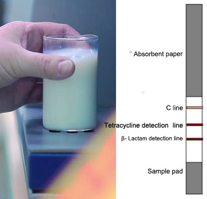 Dairy Tetracyclines+ β- Lactam Antibiotic Test Strips การทดสอบอย่างรวดเร็วสำหรับห้องปฏิบัติการ